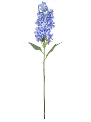 Picture of 80cm XL PANICLE HYDRANGEA BLUE